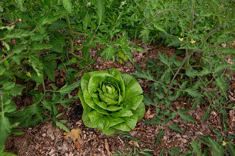 A close up horizontal image of a lettuce plant surrounded by tomato plants and leaf mulch on the ground.