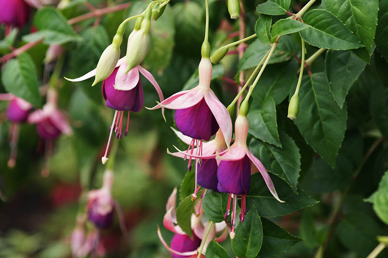 A close up horizontal image of pink and purple semi double petalled fuchsia flowers growing in the garden, surrounded by foliage pictured on a soft focus background.