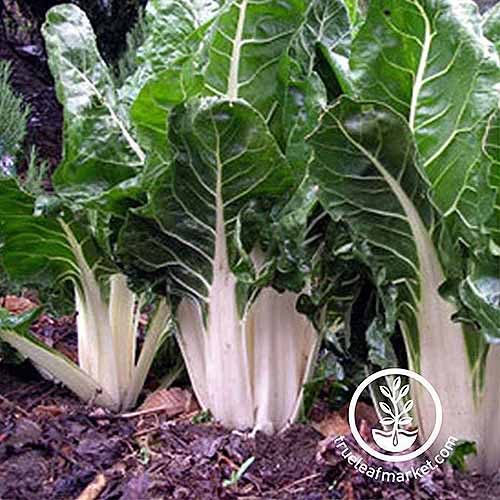 A close up square image of 'Lucullus' Swiss chard with large white stems and dark green leaves growing in the fall garden. To the bottom right of the frame is a white circular logo with text.