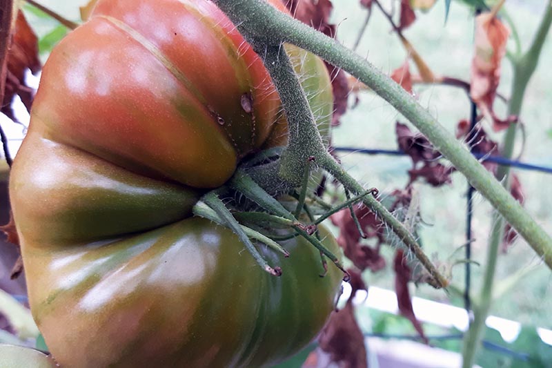 A close up horizontal image of a ripening 'Mortgage Lifter' tomato ripening on the vine, supported by a fence in soft focus in the background.