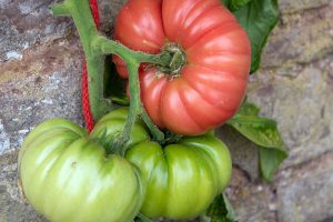 How to Grow ‘Mortgage Lifter’ Tomatoes