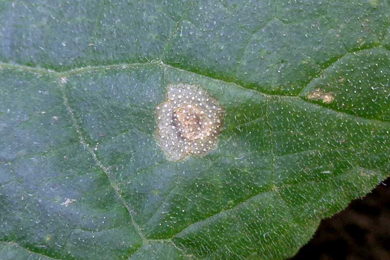 A close up horizontal image of a green leaf suffering from ring spot, caused by Mycosphaerella brassicicola, a type of fungus.