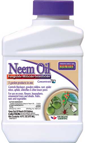 A close up of the packaging of Bonide Neem Oil for managing pests in the garden, pictured on a white background.