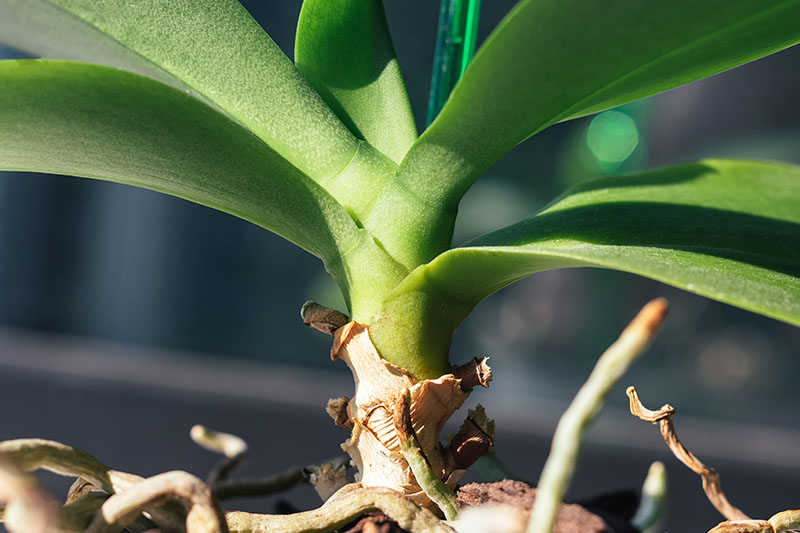 A close up horizontal image of the base of a Phalaenopsis stem with foliage and aerial roots, pictured on a soft focus background.