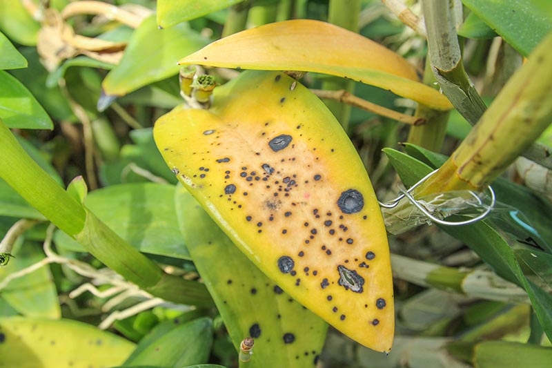 A close up horizontal image of orchid leaves that have turned yellow and have black spots as a result of disease.