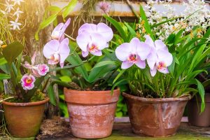A close up horizontal image of orchids growing in terra cotta pots in a conservatory.