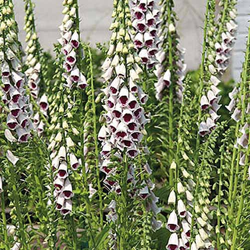 A close up square image of dark purple and white bicolored 'Pam's Choice' Digitalis purpurea growing in the garden with a white wall in soft focus in the background.