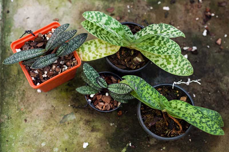 A close up top down horizontal image of four Paphiopedilums plants with variegated foliage set on a concrete surface.