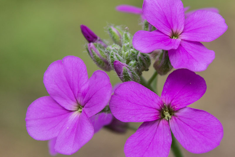 A close up of bright pink dame's rocket flowers growing in the summer garden, pictured on a green soft focus background.