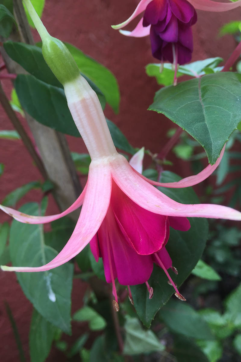 A close up vertical picture of a bright pink, teardrop-shaped 'Riccartonii' fuchsia flower growing in the garden, pictured with foliage and a wall in soft focus in the background.