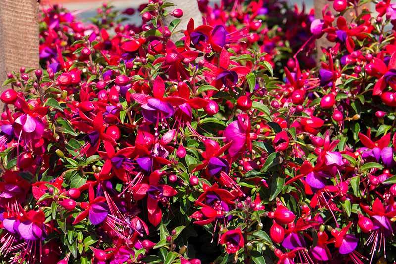 A close up horizontal image of a large cluster of red and purple flowers growing on a shrub in the garden, pictured in bright sunshine with a house in soft focus in the background.