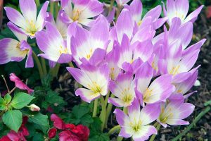 A close up horizontal image of purple and white Colchicum autumnale blooming in the garden surrounded by foliage in soft focus.