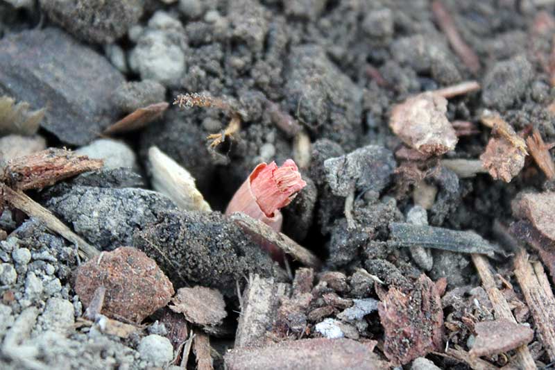 A close up horizontal image of a small bulb freshly planted with the pointed end sticking out of the ground, surrounded by bark mulch.