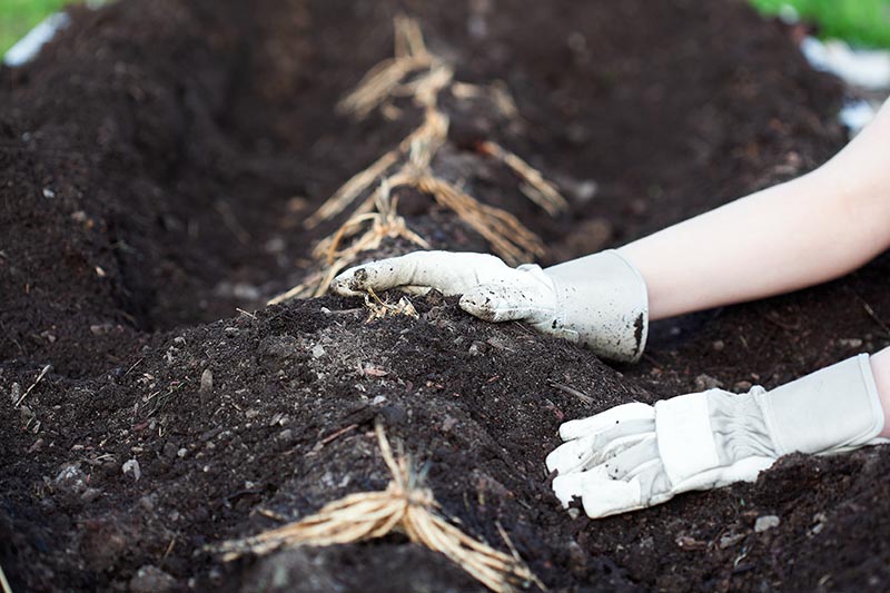 A close up horizontal image of two gloved hands from the right of the frame planting crowns in a ridge and furrow system in dark, rich earth in the garden, fading to soft focus in the background.