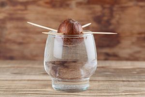 Growing Avocado Seeds: A Fun Project to Do with the Kids