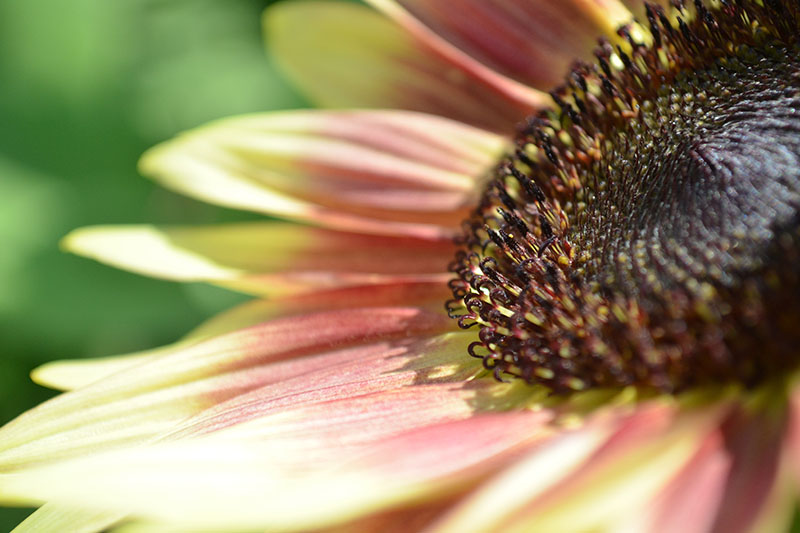 A close up horizontal image of a pollenless Helianthus annuus flower growing in the garden pictured in bright sunshine on a soft focus background.