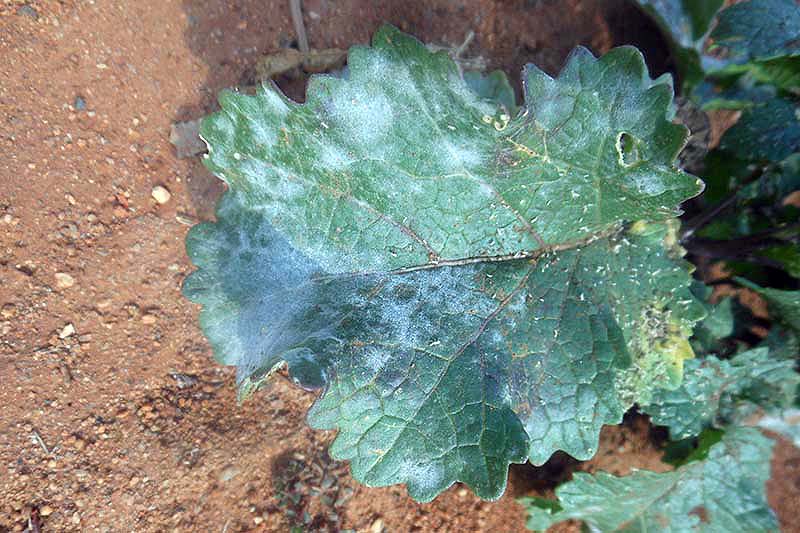 A close up horizontal image of a leaf of a cabbage plant suffering from powdery mildew with soil in the background.