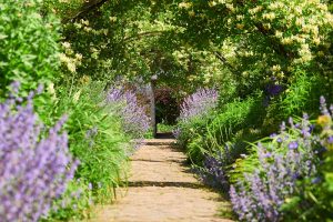 A horizontal image of a garden path between two perennial borders in bright sunshine.