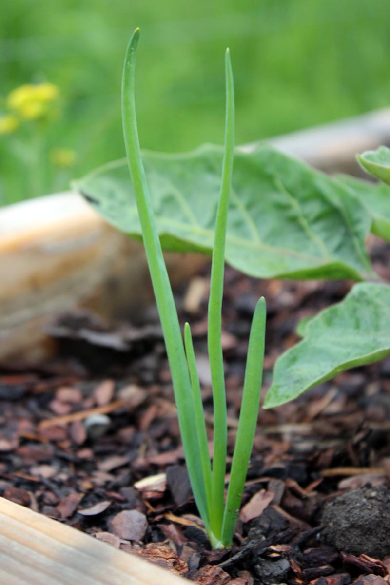 A close up vertical picture of the foliage of an allium bulb growing in a raised wooden garden bed, pictured on a soft focus background.