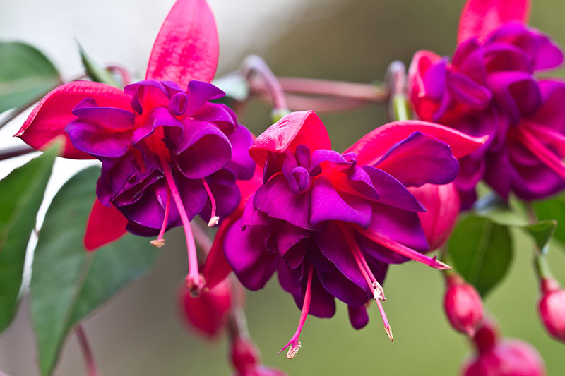 A close up horizontal image of red and purple double-petalled 'Princess Dollar' fuchsia flowers growing in the garden, pictured on a soft focus background.