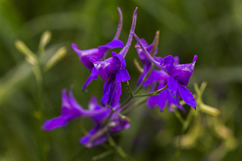 A close up of the delicate purple flowers of the summer blooming annual, larkspur, growing in the garden pictured on a green soft focus background.