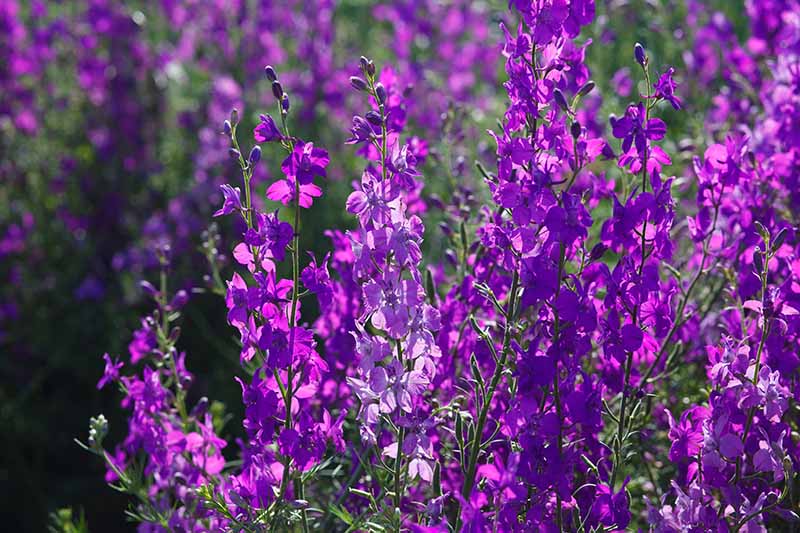A close up of upright flower stems with purple blossoms growing in the summer garden pictured in bright sunshine on a soft focus background.