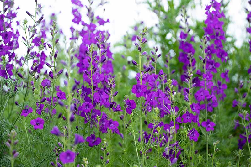 A close up horizontal image of tall upright spikes of flowering purple larkspur growing in the summer garden with trees in soft focus in the background.