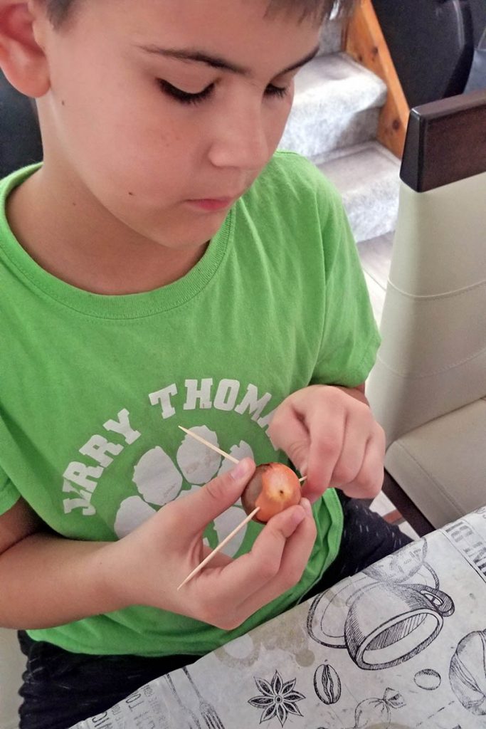 Toothpick Method Avocado How to Grow Avocado Seeds with Children | Gardener’s Path