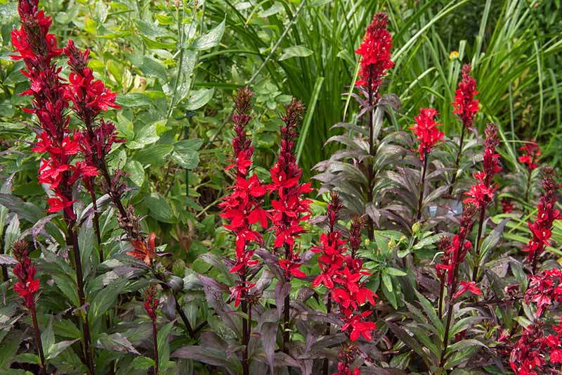 A close up horizontal image of bright red cardinal flower growing in the summer garden with foliage in soft focus in the background.