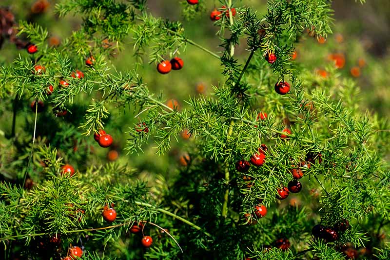 A close up horizontal image of an A. officinalis plant with bright red berries amongst the vegetation, pictured in light sunshine on a soft focus background.