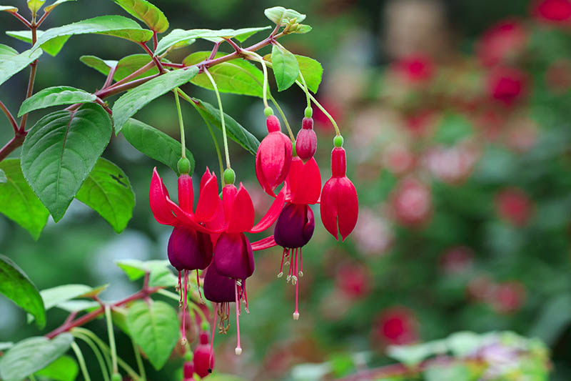 A close up horizontal image of bright red and purple semi double fuchsia flowers growing in the garden, surrounded by foliage and pictured on a soft focus background.