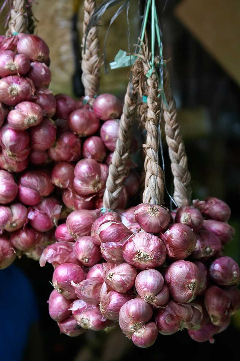 A vertical image of harvested red shallots with the foliage tied together hanging out to dry and cure, pictured on a soft focus background.