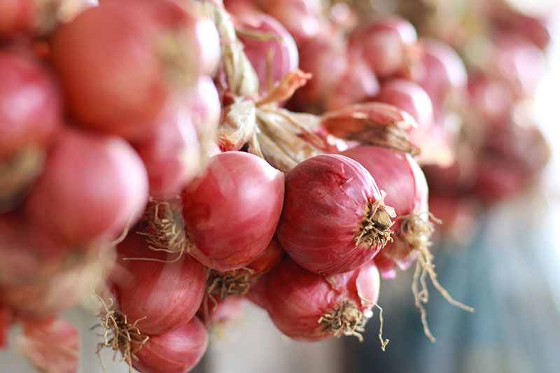 A close up horizontal image of a bunch of onions hanging out to dry and cure, pictured in light sunshine on a soft focus background.