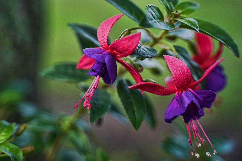 A close up horizontal image of red and deep purple flowers growing in the garden, pictured on a soft focus green background.