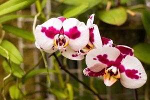 White and purple orchid flowers in bloom.
