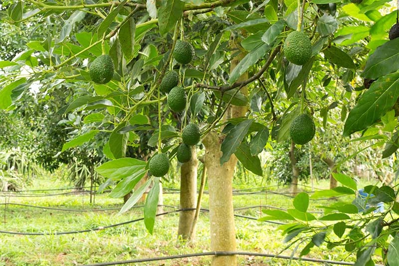 A close up horizontal image of avocado trees laden with ripe fruit, growing in an orchard, pictured in light sunshine.