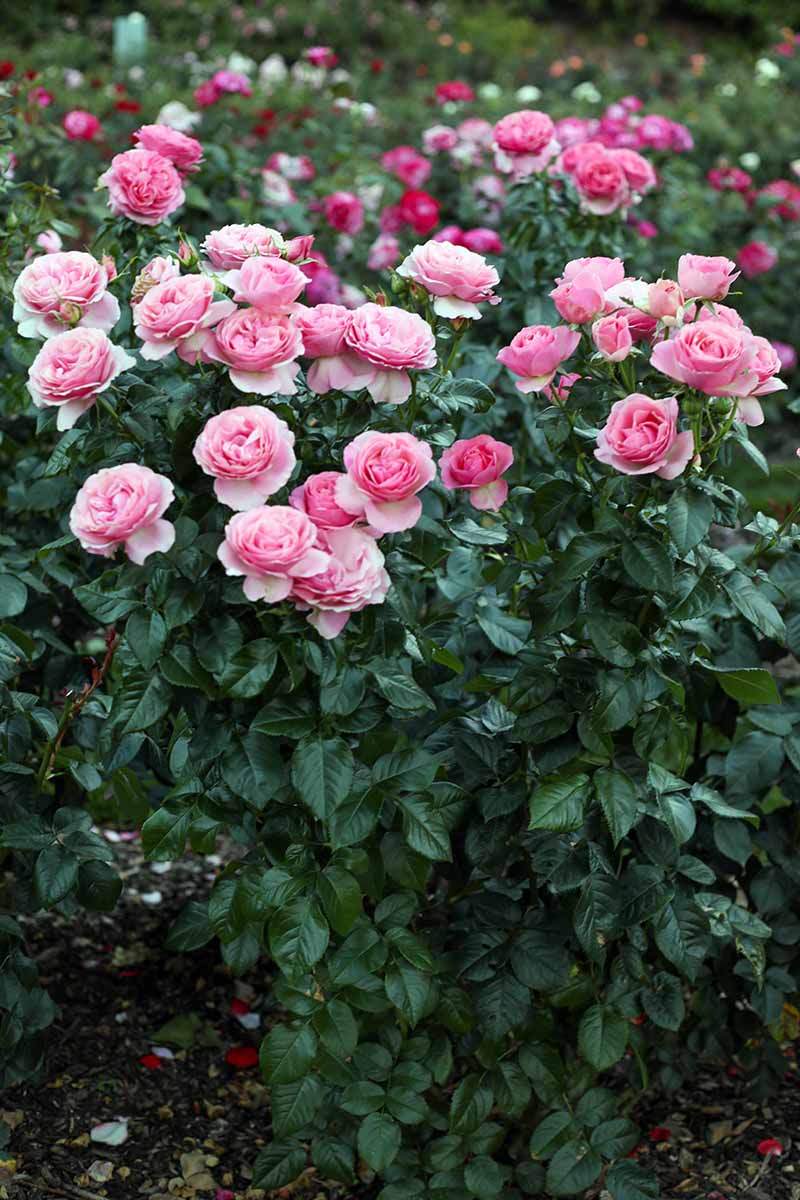 Rose Seedlings Abracadabra,Stripes Rose Bush,Multi Colours Rose Hedging,Living Tinged Rose Plant,Perennial Plant Root,Home Garden Yard Decor Blooms This Year,Easy Planting 1 Plant ,No Pot include 