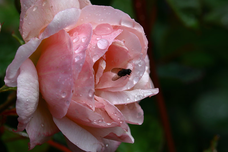 A close up horizontal image of a light pink 'Penelope' hybrid rose with water droplets on the petals, pictured on a soft focus background.