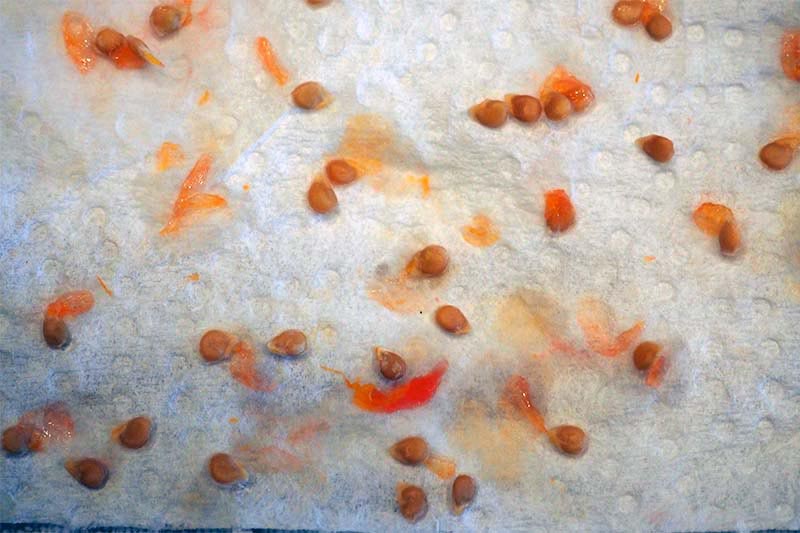 A close up horizontal image of Solanum lycopersicum seeds set on a white surface.
