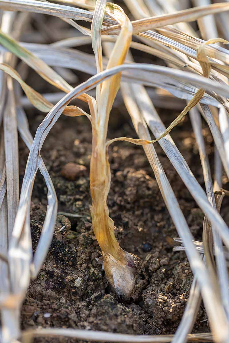 A close up vertical image of the foliage of an onion plant suffering from white rot, with soil in soft focus in the background.