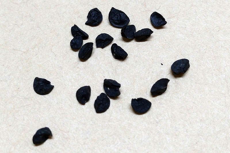 A close up of small black seeds of Allium cepa var. aggregatum set on a white surface.