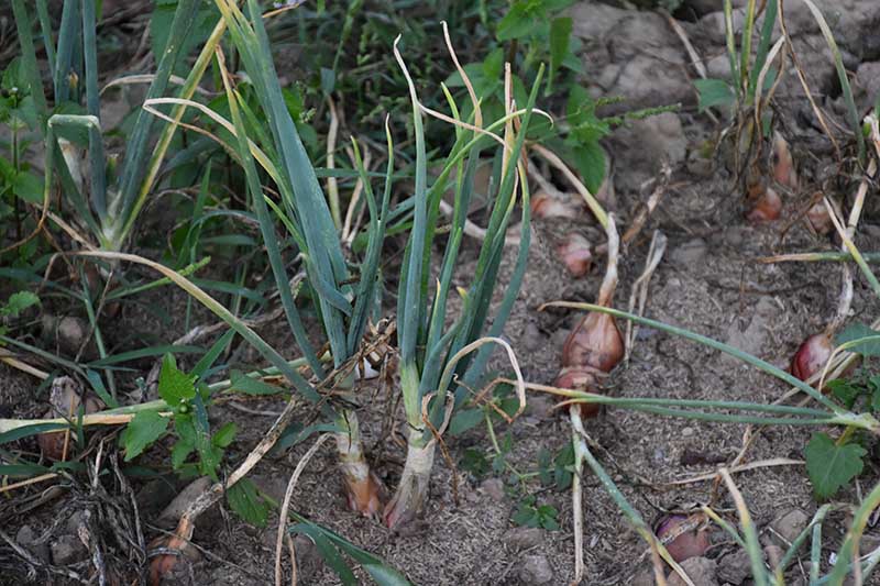 A close up horizontal image of shallot plants growing in the garden almost ready for harvest, with soil in soft focus in the background.
