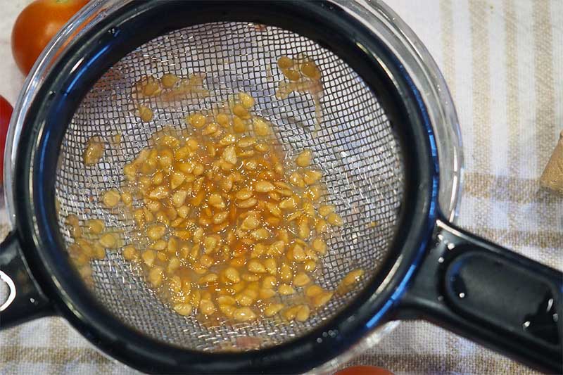 A close up horizontal image of a sieve containing Solanum lycopersicum seeds separating them from the gel into a glass bowl.
