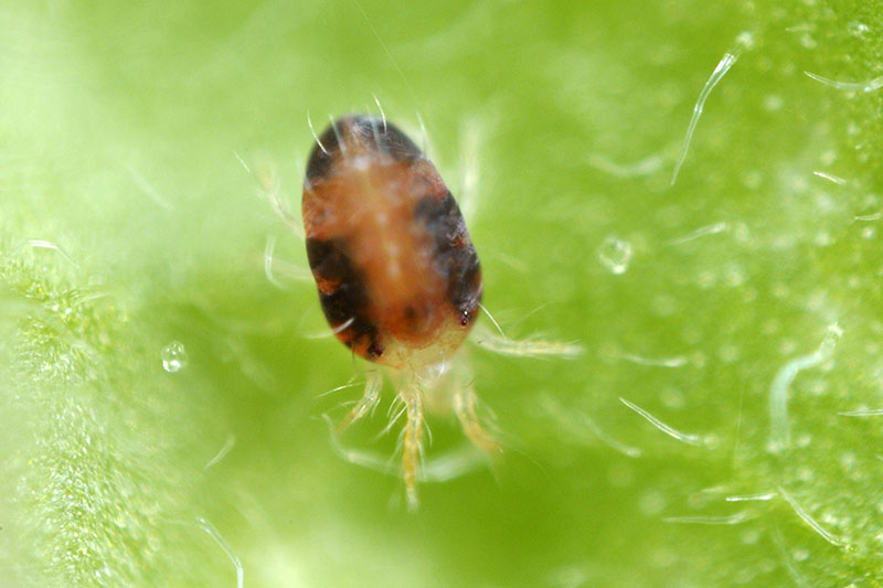 A close up horizontal image of a spider mite, magnified, on a green surface fading to soft focus in the background.