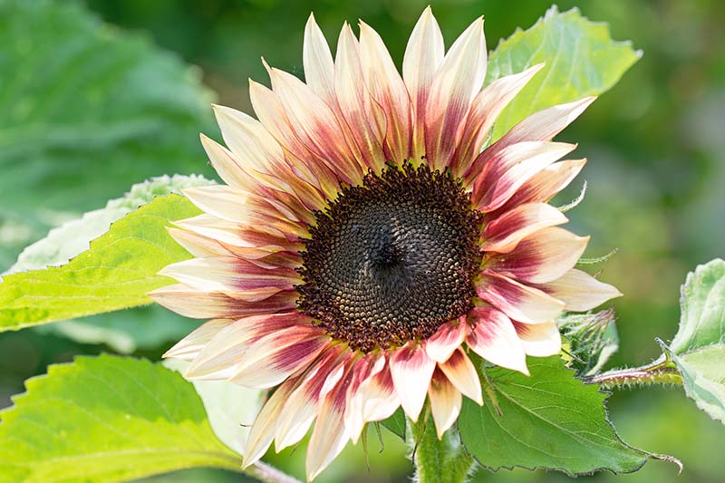 A close up horizontal image of a Helianthus annuus 'Strawberry Blonde' flower growing in the garden pictured in light sunshine with foliage in soft focus in the background.