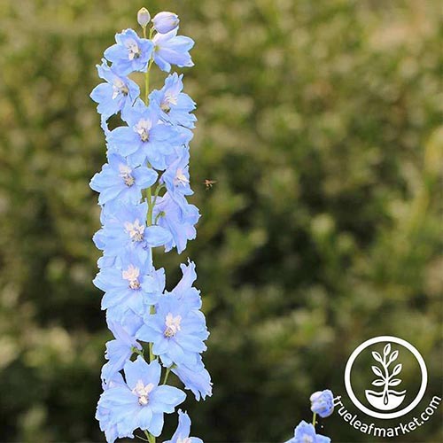 20 seeds flower garden cold climate Pacific Giants Summer Skies DELPHINIUM 