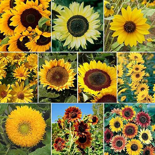 A square cropped image of a collage of different varieties of sunflowers.