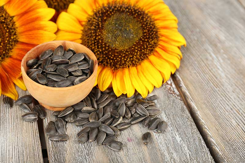 A close up horizontal image of sunflowers and freshly harvested pods in a small clay pot set on a wooden surface.