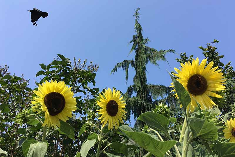 A horizontal image of sunflowers growing in the summer garden with a large crow flying overhead with trees in soft focus and blue sky in the background.