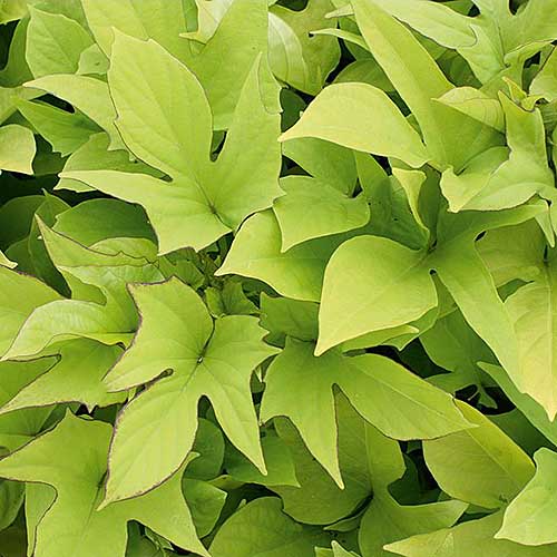 A close up of the light green foliage of Ipomoea batatas 'Sweet Caroline' pictured on a soft focus background.